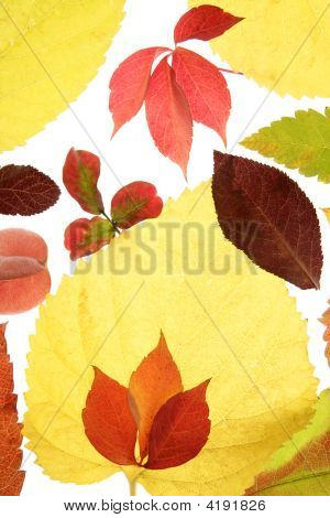 Herbst, Herbst Blätter dekorative noch am Studio weißen Hintergrund