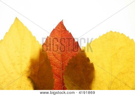 Herbst, Herbst Blätter dekorative noch am Studio weißen Hintergrund