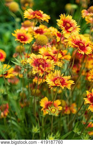 helenium flowers in the garden