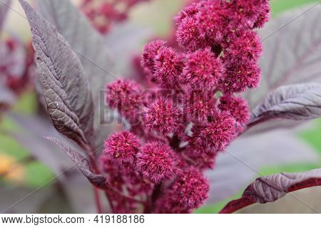 Inflorescence Of Crimson Amaranth Plant, Close-up. Amaranthus Cruentus Is A Flowering Plant Species 