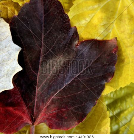 Blätter noch der Herbst geht, dunklen Holz Hintergrund fallen classic Bilder