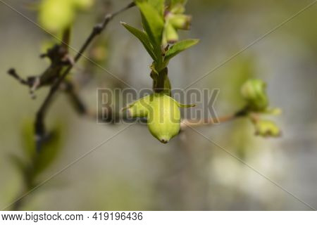 Winter Flowering Honeysuckle Branch With Unripe Fruits - Latin Name - Lonicera Fragrantissima