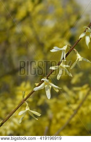 Weeping Forsythia Yellow Flowers - Latin Name - Forsythia Suspensa