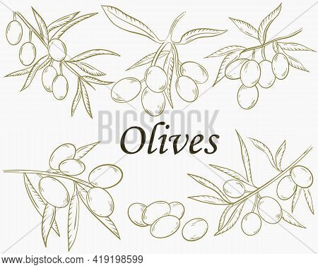 Set Of Branches With Olives. Sketch The Fruits Of The Olives On The Branch. Vector. Collection Of Va