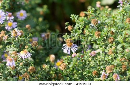 Blomst bierne