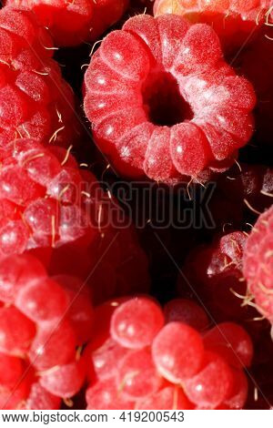 Industrial Cultivation Of Raspberry Plant. Ripe Red Fruits Raspberry Macro Close Up. Raspberry Fruit