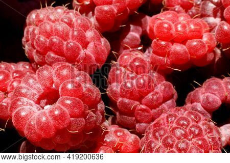 Industrial Cultivation Of Raspberry Plant. Ripe Red Fruits Raspberry Macro Close Up. Raspberry Fruit