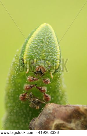 Frontal Closeup Of The Colorful Green Caterpillar Of The Eyed Hawk-moth, Smerinthus Ocellatus