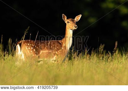 Fallow Deer Hind Looking On Grassland In Summer Sunlight