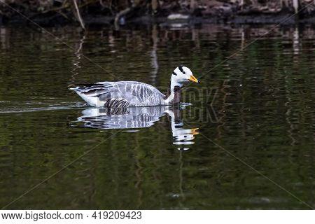 The Bar-headed Goose, Anser Indicus Is A Goose That Breeds In Central Asia In Colonies Of Thousands 