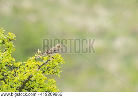 A Tree Pipit (anthus Trivialis) Sitting On A Bush, Cloudy Day In Springtime (waschberg, Austria)