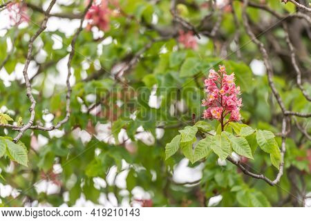 Spring Blooming Magnolia. Spring Blooming Magnolia. A Tree Branch Blooms With White Flowers And Wait