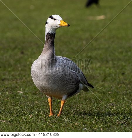 The Bar-headed Goose, Anser Indicus Is A Goose That Breeds In Central Asia In Colonies Of Thousands 