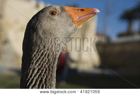 หัวห่าน Greylag