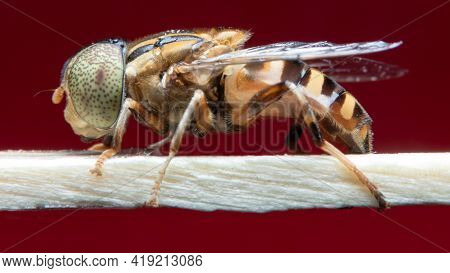 Spot Eyed Hoverfly Sitting On My Match Stick Stock Photo