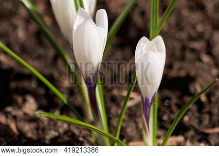 Snow-white Crocus Buds Close-up In A Garden Flower Bed.