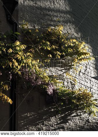 Wisteria Vine With Flowers Growing On White Wall With Dramatic Directional Lighting