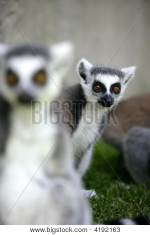 Madagaskar Ring tailed lemur
