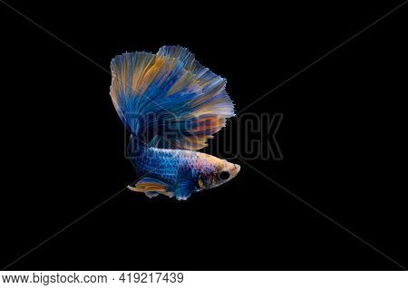 Colorful Betta, Pla-kad (biting Fish) Thai; Halfmoon Blue And Orange Betta Isolated On Black Backgro