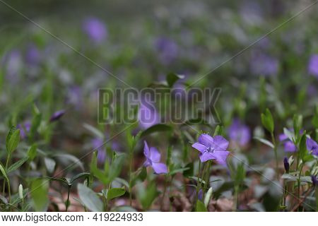 A Large Forest Glade Of Beautiful Blue Periwinkle Flowers In The Reserve.