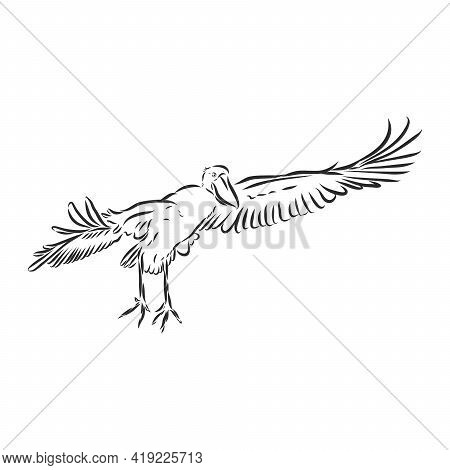 Hand Drawn Sketch Style Shoebill. Vector Illustration Isolated On White Background.