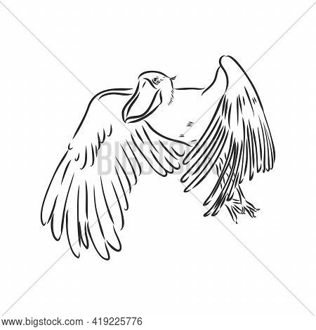 Hand Drawn Sketch Style Shoebill. Vector Illustration Isolated On White Background.