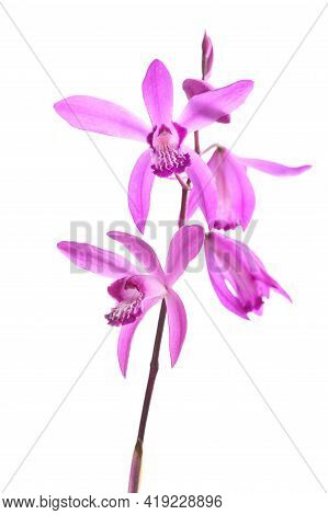 Bletilla Striata Flowers Isolated On White Background