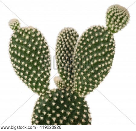 Bunny Ears Cactus  Isolated On White Background