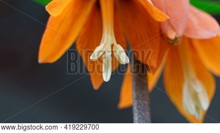 Flower Royal Crown Close-up Or Fritilaria Imperialis Aurora
