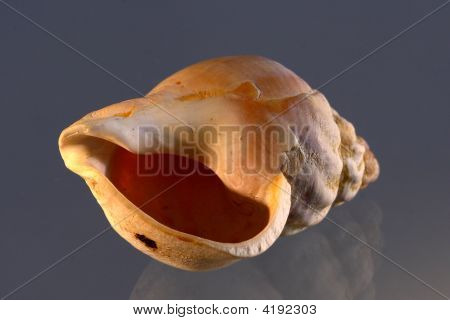 Duże Shell