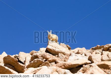 Southern Viscacha From Bolivia. Bolivian Wildlife. Animal