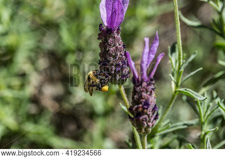 A Single Bee Carrying Pollen On Its Legs Gathering Pollen From A Lavender Plant On A Bright Sunny Da