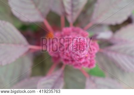 Inflorescence Of Crimson Amaranth Plant, Close-up. Amaranthus Cruentus Is A Flowering Plant Species 