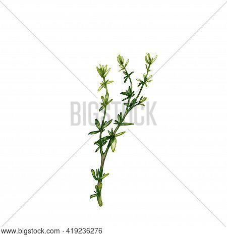 Thyme Fresh Green Branches And Leaves. Vintage Vector Hatching Color Hand Drawn Illustration Isolate