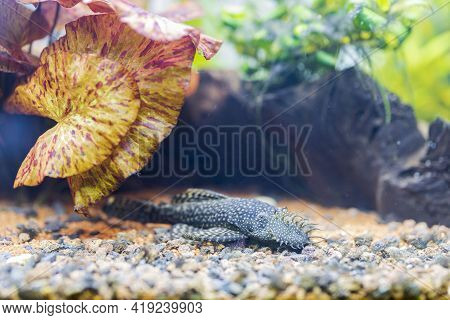 Close Up View Of Gorgeous Bristle Nose Catfish Ancistrus Aquarium Fish. Hobby Concept.
