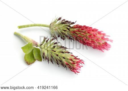 Crimson Clover Flower Head Isolated On White Background. Trifolium Incarnatum L