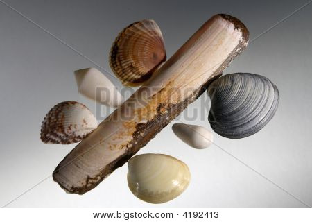 Cockleshells