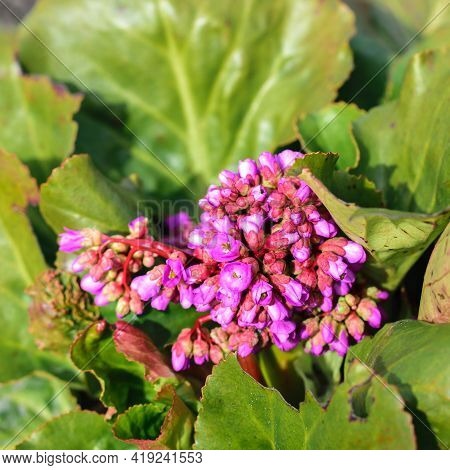 Pink Blossoming Frankincense Flower, Bergenia Crassifolia Closeup.