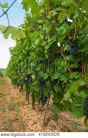 Vineyards In Summer Harvest. Large Bunches Of Red Wine Grapes In Sunny Weather.