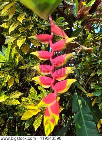 Heliconia Rostrata Red Flower Background Sunset Design