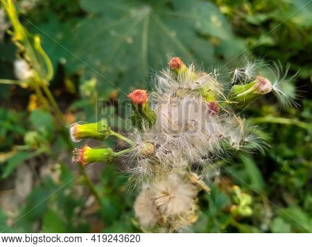Crassocephalum Crepidioides White Red Flowers Background Sunset Texture