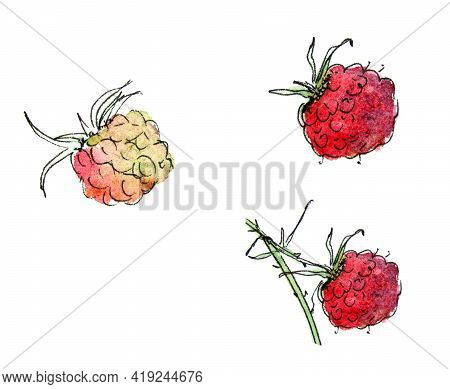 Watercolor Illustration Of A Raspberries Isolated On A White Background