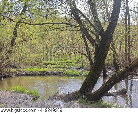 Bitsa River After Rain, Spring Leaves Bloom, Moscow Region, May, 2021