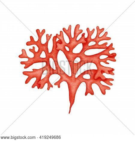 Watercolor Red Seaweeds. Ocean Underwater Plant Leaves. Edible Algae Chondrus Crispus. Sea Life Illu