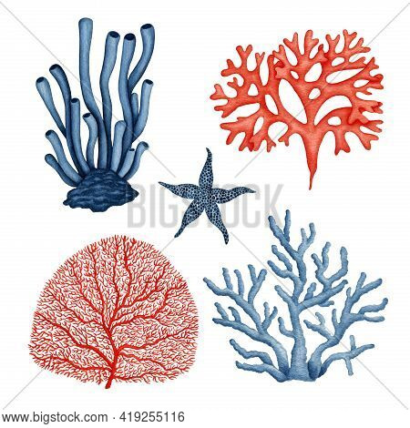 Watercolor Blue Red Algae, Coral Reef Organism Collection. Seaweed Set. Ocean Underwater Plant, Star