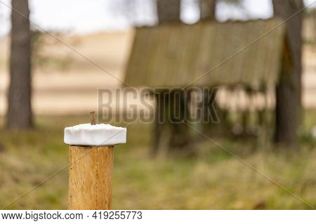 Salt Lick For Animals. Feeding Place For Wild Game.
