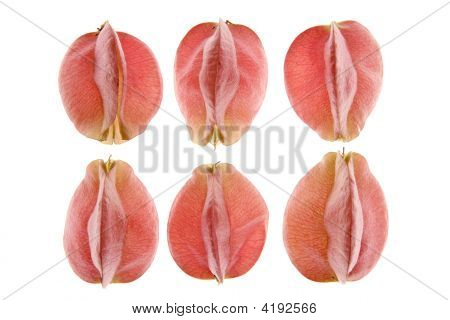 sechs Herbst rosa Blumen, weiß-transparent Studio-Hintergrund