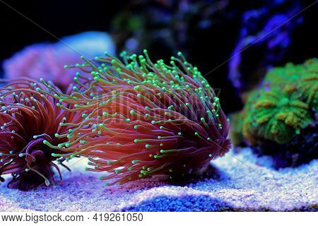 Colorful Euphyllia Glabrescens Aka Euphyllia Torch In Closeup Scene In Reef Tank