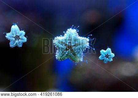 Asterina Sea Star Is Common Star In Home Coral Reef Aquarium Tanks