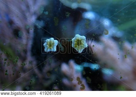 Asterina Sea Star Is Common Star In Home Coral Reef Aquarium Tanks